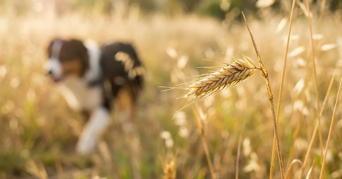 Épillet d'herbe sèche en gros plan dans un champ estival avec un chien en arrière-plan